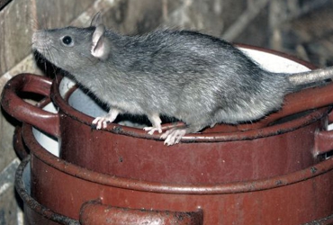 fumigacion de ratas y ratones